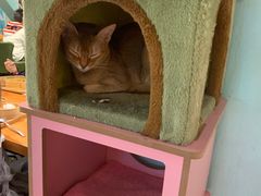 -猫小院猫主题餐厅(三里屯店)
