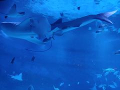 -烟台海昌鲸鲨海洋公园