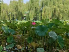 -莲湖公园