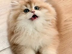 -lincat·猫舍(广州店)