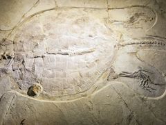 -房山世界地质公园博物馆