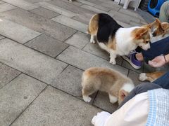 -柯斗斗主题餐厅·狗咖·围炉煮茶·茶饮(国瑞升平里店)