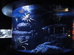 -暹罗海洋世界