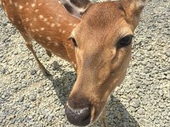 -鹿境梅花鹿生态园区