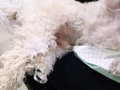 -爱侣宠医·鹦鹉专科·小型哺乳类·异宠专科(灵石路店)