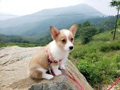 -阳台山自然风景区