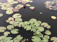 -莲花池公园