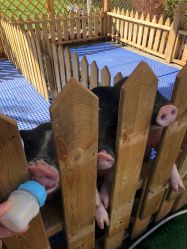 -萌宠亲子动物乐园(槐房万达店)