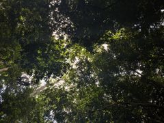 -西双版纳原始森林公园