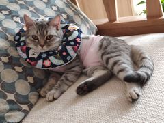 -美联众合宠物医院·爱萌分院·内外科·猫科中心