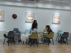 -Let's go狗咖·猫咖·奶狗·桌游(春熙路IFS店)