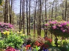 -深圳仙湖植物园