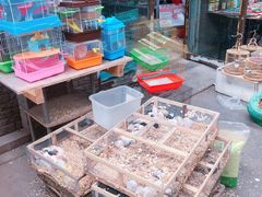 -中环花鸟鱼虫市场