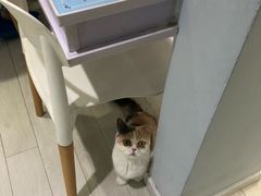 -喵的天空名猫咖啡馆·撸猫·猫舍·用品