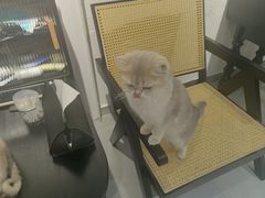 -琪喵猫屋·撸猫猫咖·猫舍