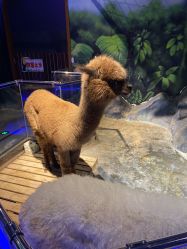 -未来动物城动物主题公园(大悦城店)