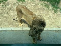 -北京野生动物园