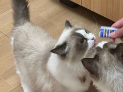 -唐小姐の私宠·宠物洗护美容·撸猫馆·购宠(周浦万达旗舰店)