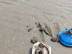 -启东黄金海滩景区