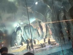 -帝企鹅自助餐厅•儿童岛•真企鹅(长隆企鹅酒店)