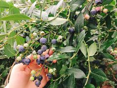 -金谷域澳洲庄园