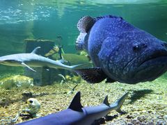 -秦皇岛乐岛海洋王国