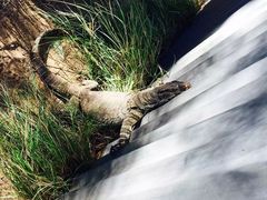 -费瑟代尔野生动物园