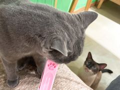 -藏猫猫咖啡主题馆(中央大道店)