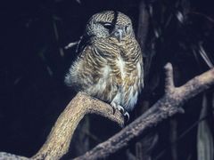-夜间野生动物园