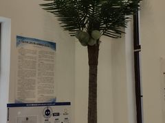 -茶大椰·椰子茶(星悦荟店)