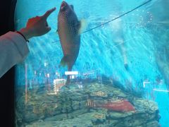 -烟台海昌鲸鲨海洋公园