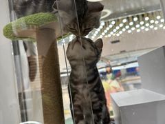 -COLOR PETS 撸猫馆·购猫·猫咖(长风大悦城店)