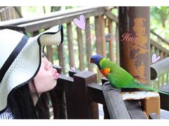 -新加坡飞禽公园