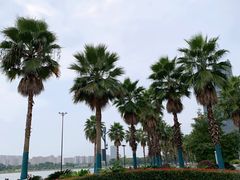 -金沙湖公园