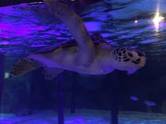 -暹罗海洋世界