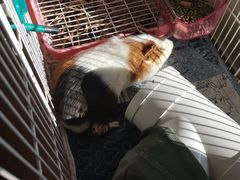 -北京观赏动物医院·24小时大型综合·猫专科·异宠专科