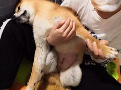 -美联众合宠物医院·爱萌分院·内外科·猫科中心