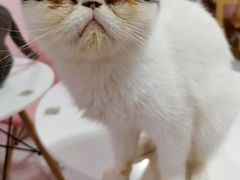 -三花喵·撸猫购宠·宠物生活馆(虹桥南丰城店)
