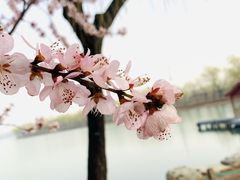 -颐和园