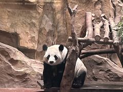 -成都动物园