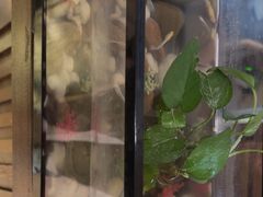 -竹雀古法采耳(青岛麦凯乐店)