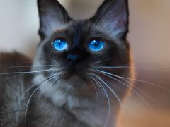 -Cappucimeow猫咪咖啡馆(韦伯时代店)