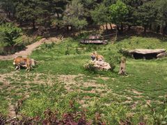 -沈阳森林动物园