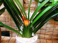-双季花艺园艺市场(浦东店)