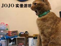 -JOJO实景沉浸侦探剧本杀(大悦城店)