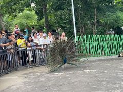 -西霞口神雕山野生动物世界