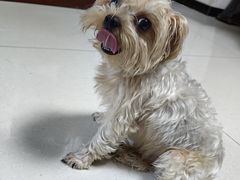 -BABIT巴比特宠物(MOMOPARK店)