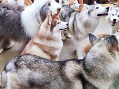 -TrueLove @ Neverland (Husky Cafe)