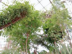 -北京植物园-展览温室