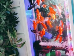 -循礼门鲜花花市(武汉循礼门店)